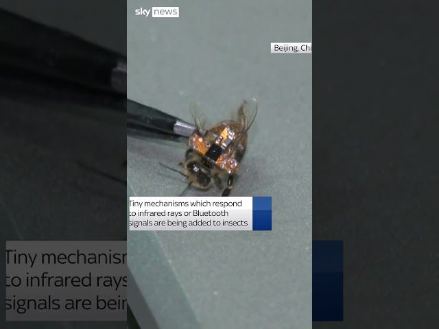 ⁣China develops insect cyborgs