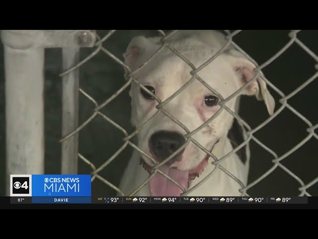 ⁣Miami-Dade animal shelters now open on weekends to tackle overpopulation crisis