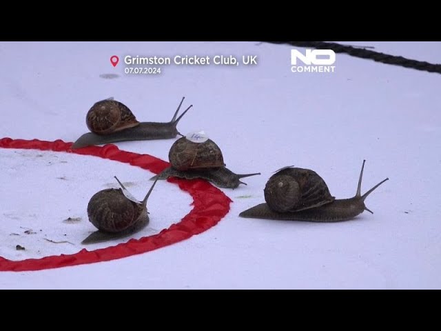 No comment : un championnat mondial de course d'escargot en Angleterre