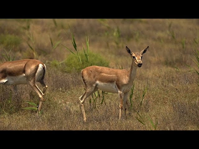 Wildtierabenteuer: Ein genauerer Blick auf Aserbaidschans geliebte Kropfgazellen