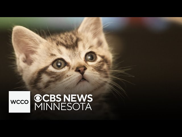 ⁣Metro cat community holds emergency fundraiser after free spay and neuter program ends