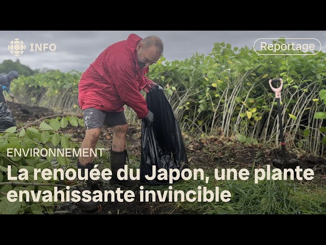 ⁣Des Lévisiens combattent une plante nuisible et pratiquement invincible