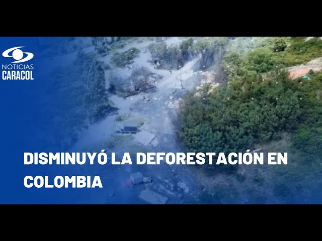 ⁣Deforestación en Colombia se redujo un 36%, la cifra más baja en 23 años