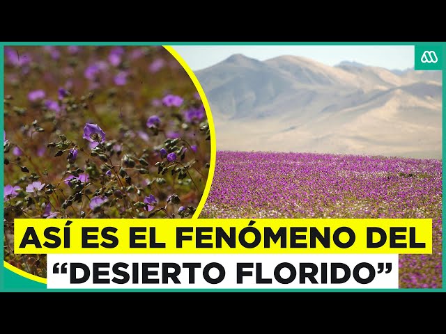 Desierto florido: Así es el fenómeno invernal que se da en Atacama