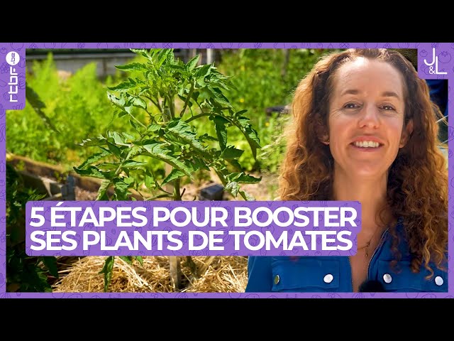 Booster ses plants de tomates au potager en 5 étapes | Jardins et Loisirs