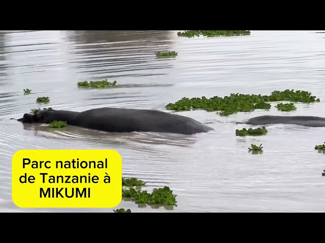 Excursion à Tanzanie au parc des animaux de Mikumi