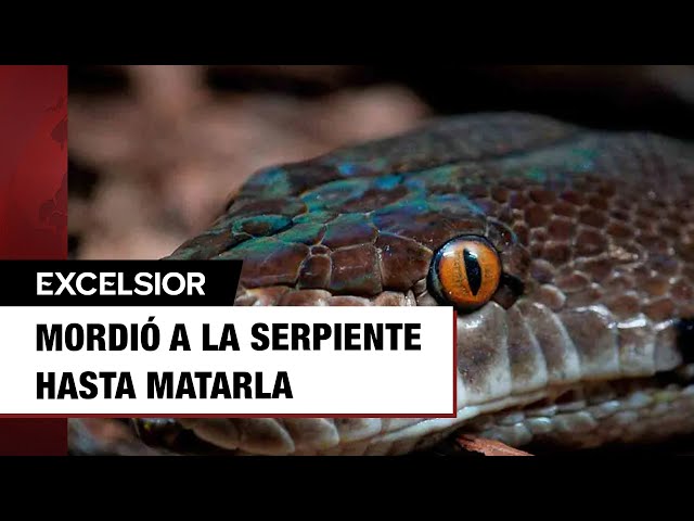 Hombre en India mata a mordidas a serpiente que lo atacó mientras dormía