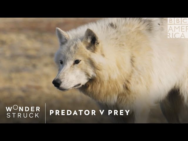 ⁣Predator V Prey | BBC America | New Series April 20th