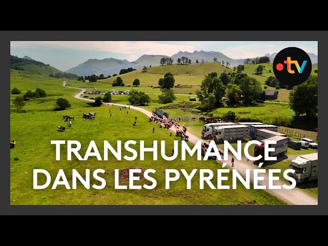 Transhumance et marquage des ytroupeaux dans les Pyrénées