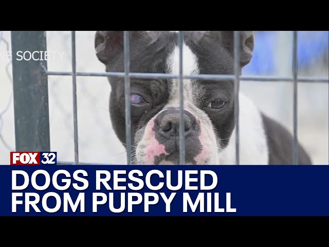 ⁣Dogs rescued from Oklahoma puppy mill arrive in Chicago, await new homes