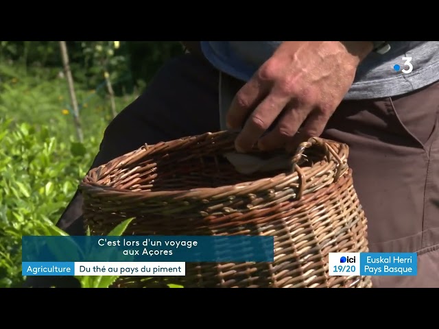 ⁣Des plantations de thé au Pays basque