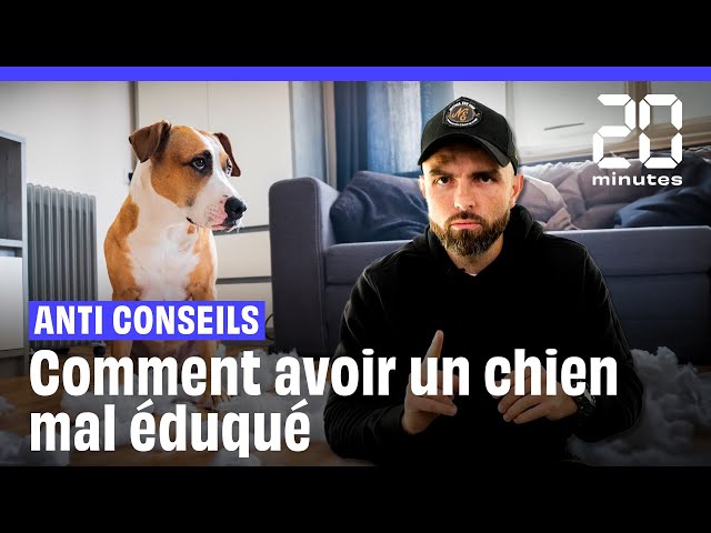 Comment être sûr d'avoir un chien mal éduqué ? Les anti-conseils d'Esprit Dog