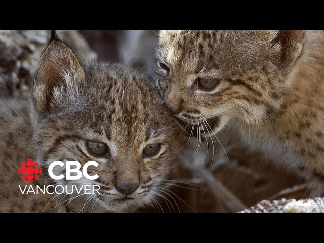 ⁣Iberian lynx cat no longer endangered