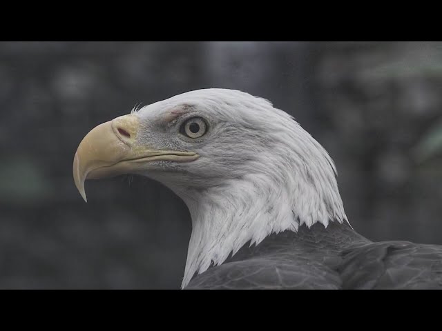 ⁣Bald Eagle at Denver Zoo Conservation Alliance dies of medical complications