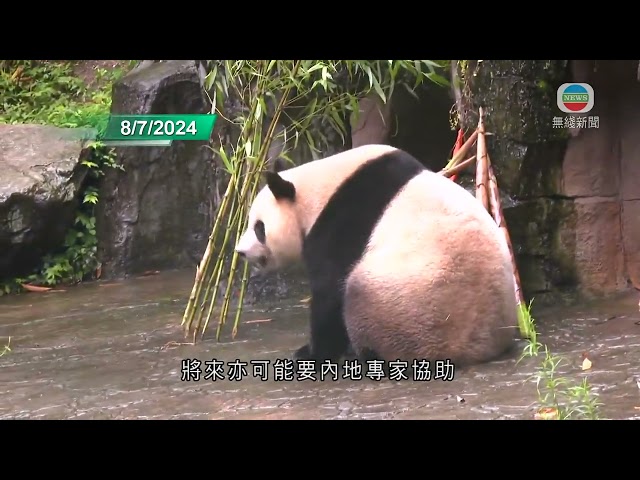 香港無綫｜香港新聞｜09 /07/2024 要聞｜李家超︰已選定贈港大熊貓在都江堰基地作適應準備 力爭十月一日抵港