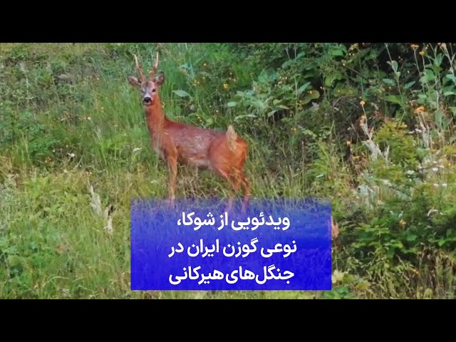 ⁣ویدئویی از شوکا، نوعی گوزن ایران در جنگل‌های هیرکانی