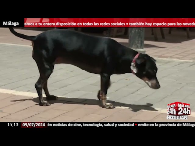 Noticia - Málaga, primera ciudad que cuenta con un cementerio para mascotas