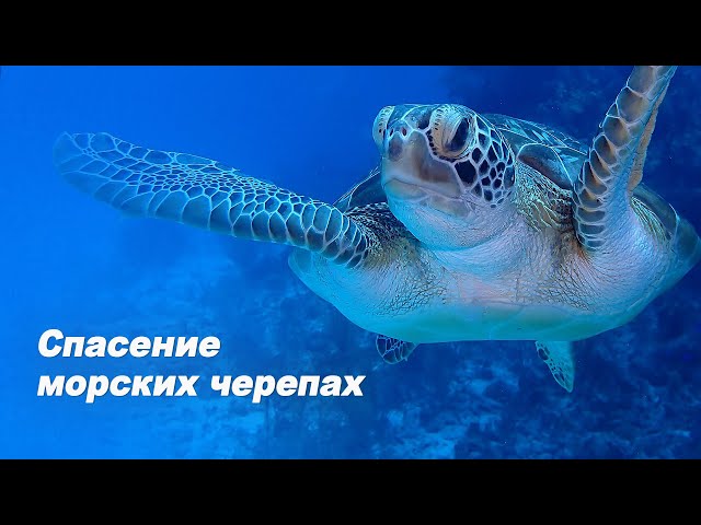 ⁣Спасение морских черепах