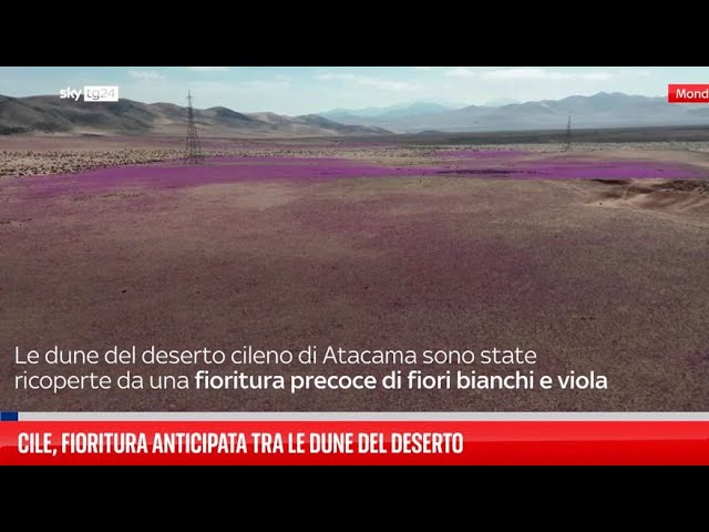 ⁣Cile, fioritura anticipata tra le dune del deserto