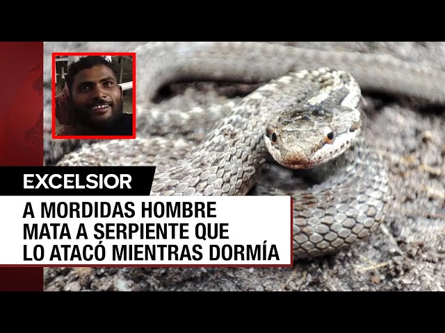 Muere serpiente por mordidas de un...¡hombre!