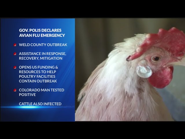 ⁣Disaster declaration issued for Weld County avian flu outbreak