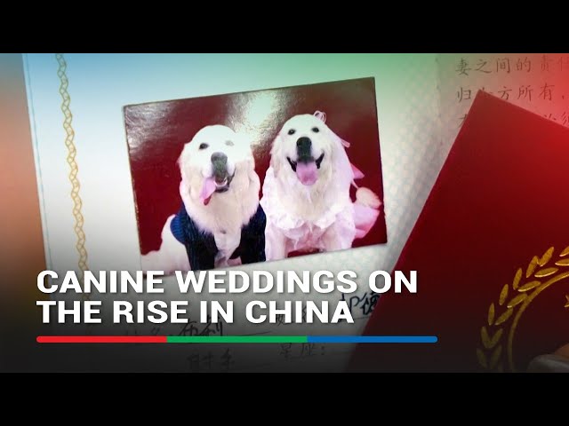 ⁣Canine weddings on the rise in China