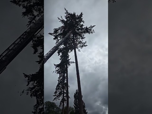 ⁣First responders untangle bald eagles from each other #Shorts