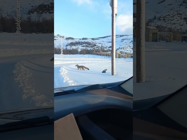 ⁣Captan a un zorro culpeo y a un chingue juntos en la nieve en Argentina