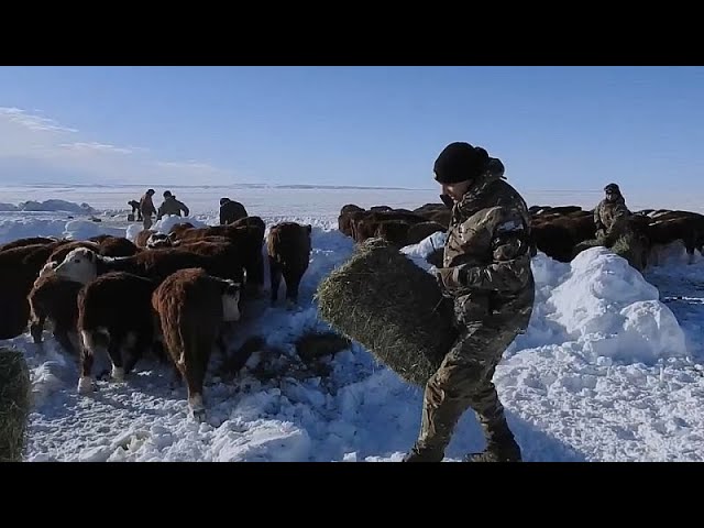 ⁣Un millón de animales en riesgo por las fuertes tormentas de nieve en la Patagonia argentina