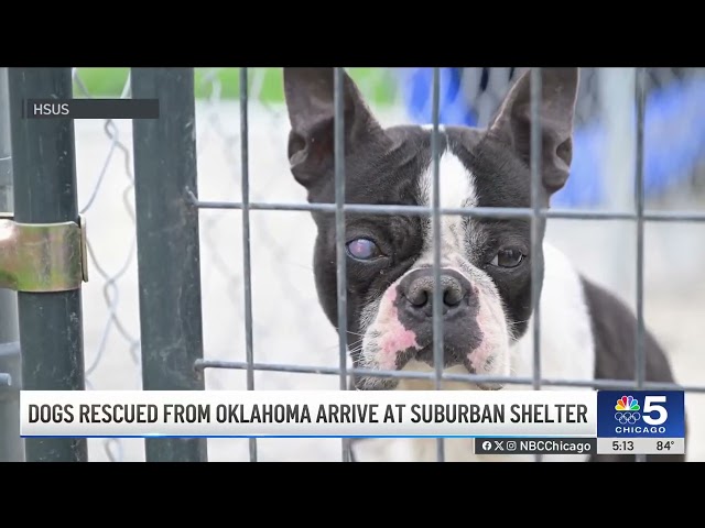 ⁣Chicago shelters rescue dozens of dogs from Oklahoma puppy mills