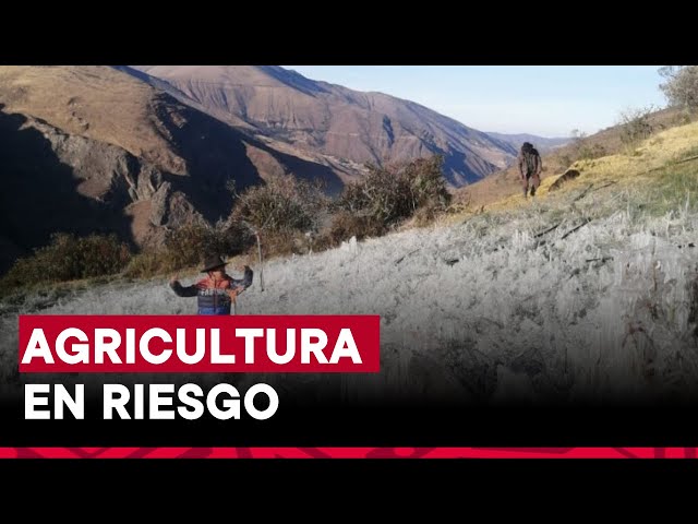 Heladas afectarían más de 1 millón 640 mil hectáreas agrícolas