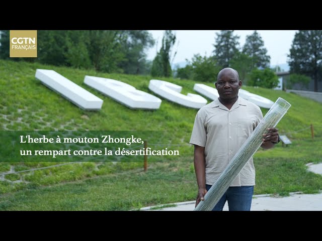 ⁣L'herbe à mouton Zhongke, un rempart contre la désertification