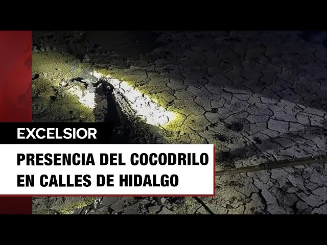 Capturan cocodrilo de metro y medio en calles de Hidalgo