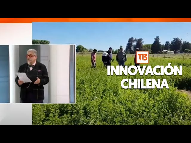 Chilenos desarrollan una variedad de alfalfa más resistente a las sequías