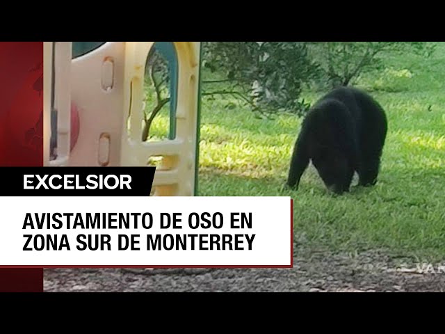 Oso merodea parque infantil en Monterrey