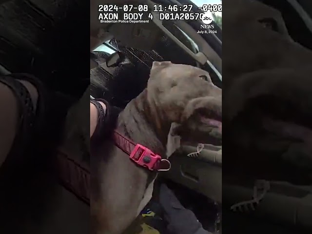 ⁣Florida police smash window to rescue dog from hot car