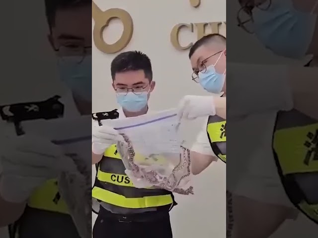 ⁣Customs catches man attempting to smuggle over 100 snakes in his pants #Shorts