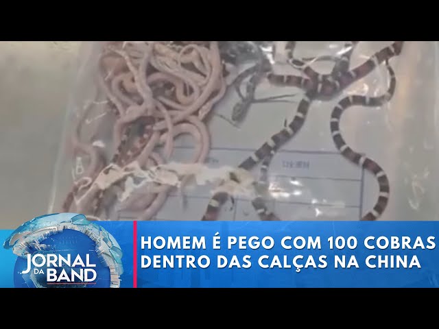 Homem é pego tentando contrabandear cobras dentro das calças | Jornal da Band