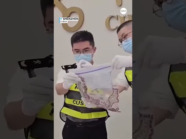 ⁣Chinese Customs agents catch man attempting to smuggle 104 snakes in his pants