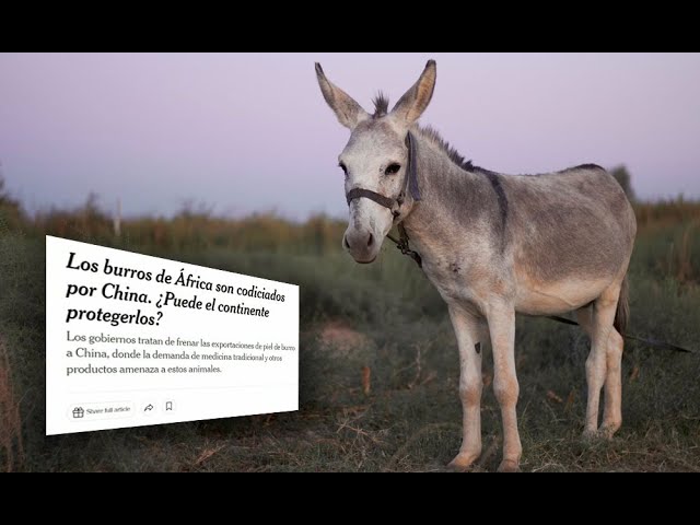 New York Times alertó que los burros están en peligro de extinción