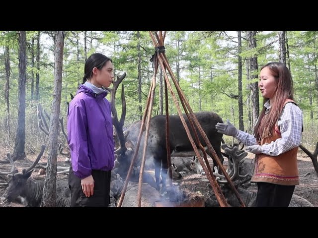 ⁣LIVE: Visiting reindeer breeders in China's "last hunting tribe"