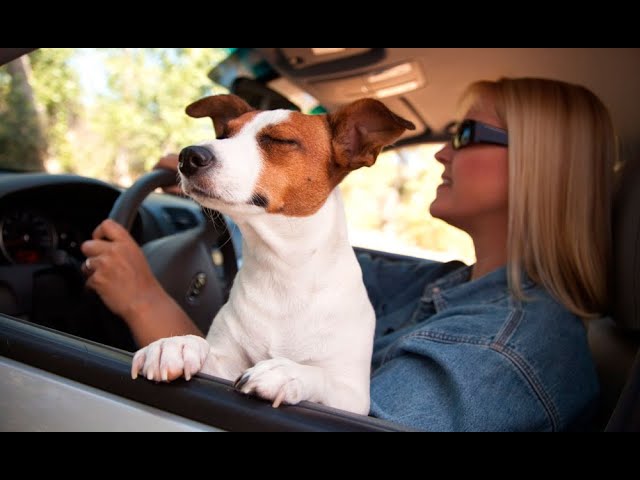 Conductores que lleven sus mascotas sin cinturón serán multados con S/412