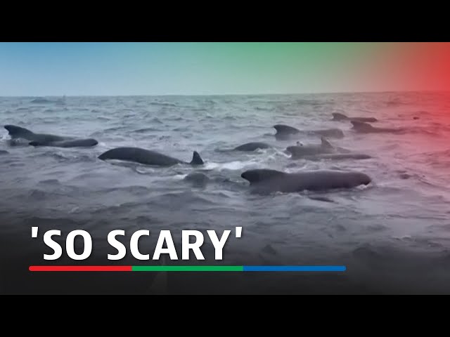 ⁣'So scary'. Whales surround rower out in the Atlantic