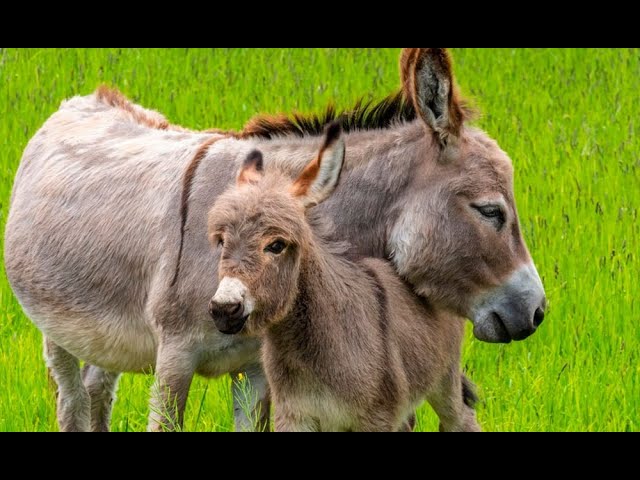 ¿Cuáles son los usos que le dan al burro en China?