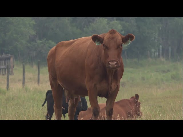 ⁣Alberta Beef Producers receive $1.9 million investment