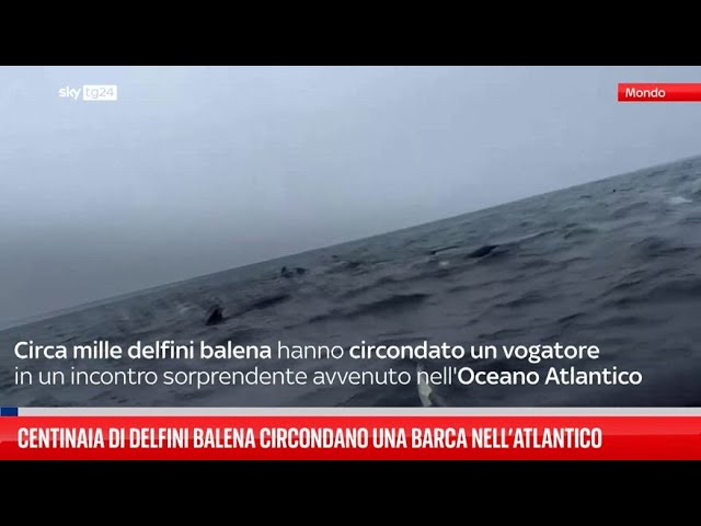 ⁣Centinaia di delfini balena circondano barca nell’Atlantico