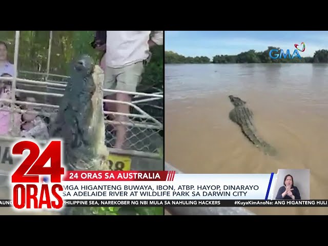 ⁣Mga higanteng buwaya, ibon, atbp. hayop, dinarayo sa Adelaide River at Wildlife Park sa... | 24 Oras