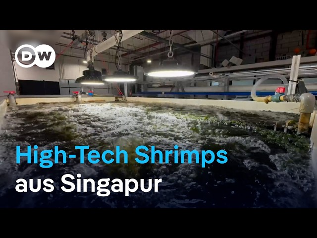 Nachhaltige Garnelenzucht in Singapur: KI-Shrimps als Alternative? | DW Nachrichten