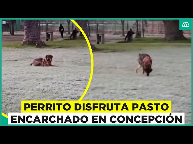 ⁣Tierno perrito juega en pasto escarchado en Concepción