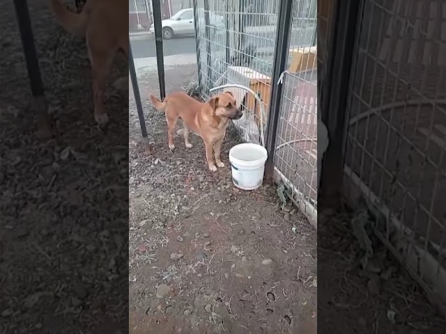 Perrito quiso tomar agua y balde estaba congelado